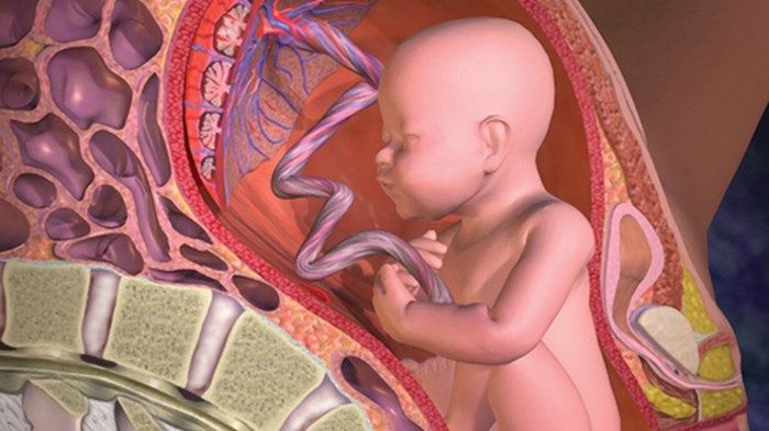 Dây rốn em bé nối với gì của mẹ? Và những điều cần biết