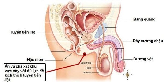 Điểm G nam giới ở đâu? Cách kích thích nhạy cảm của nam giới
