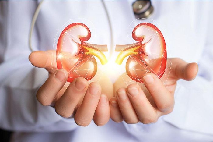 Thuốc trị sỏi thận Kim Tiền Thảo có tốt không?
