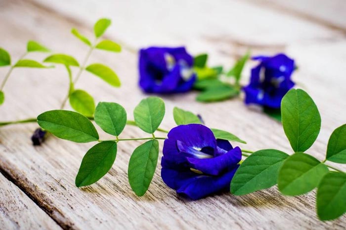 Uống trà hoa đậu biếc mỗi ngày có tốt hay không? Kiến thức bổ ích không phải ai cũng biết