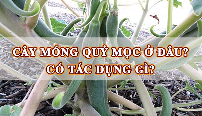 Cây móng quỷ mọc ở đâu? Cây móng quỷ có tác dụng gì?