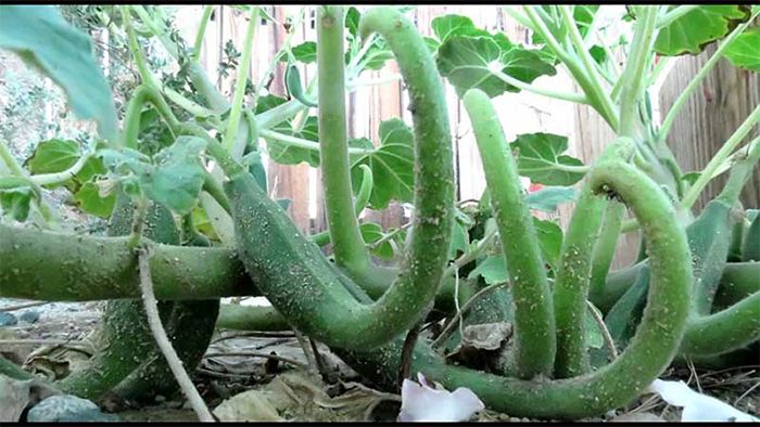 Cây móng quỷ mọc ở đâu? Cây móng quỷ có tác dụng gì?