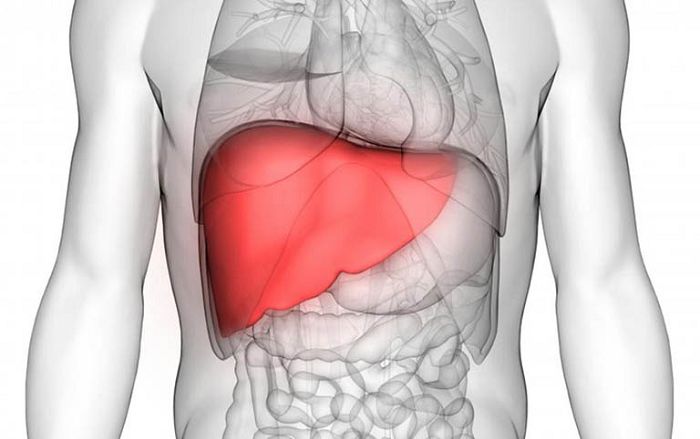 Gan nằm ở đâu? Cấu tạo và chức năng của gan với cơ thể