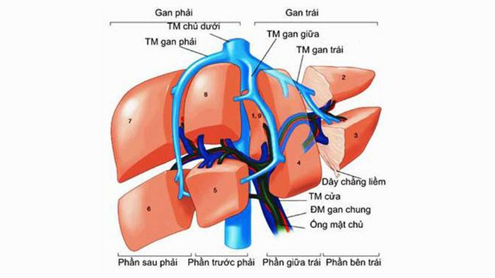 Gan nằm ở đâu? Cấu tạo và chức năng của gan với cơ thể