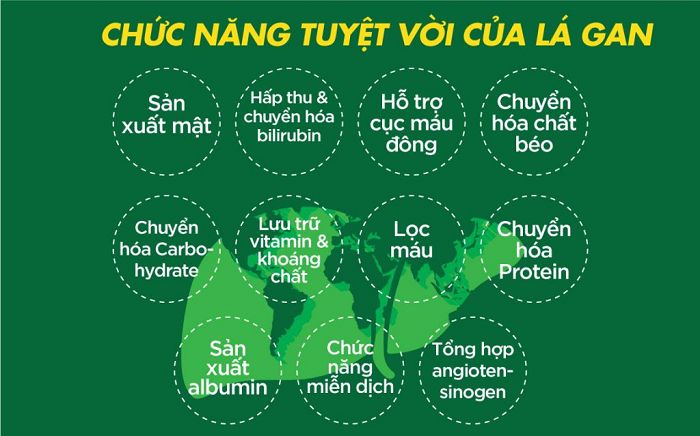 Gan nằm ở đâu? Cấu tạo và chức năng của gan với cơ thể