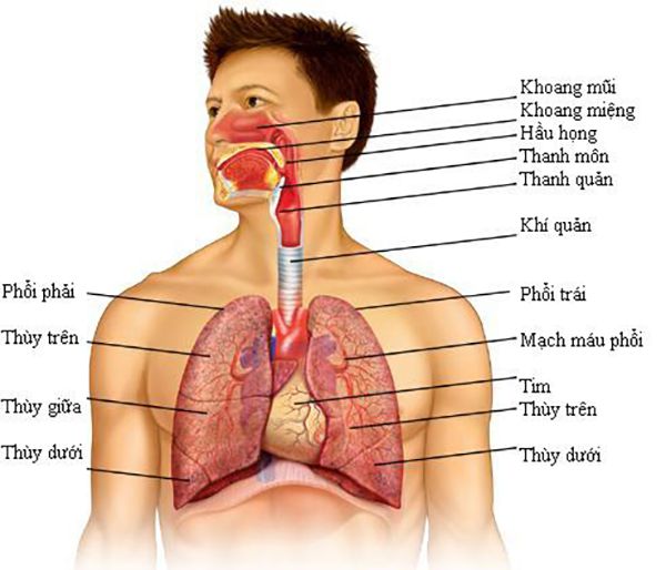 Phổi nằm ở đâu? Chức năng và cấu tạo của phổi