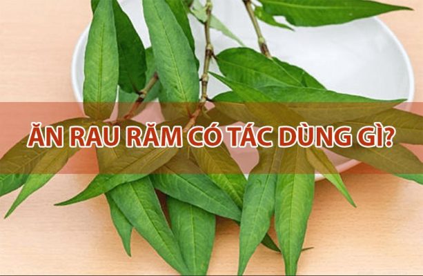Ăn rau răm có tác dụng gì? Ăn rau răm như thế nào hợp lý?