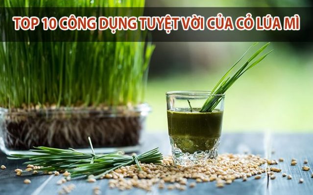 Cỏ lúa mì có tác dụng gì? Top 10 công dụng tốt cho sức khỏe