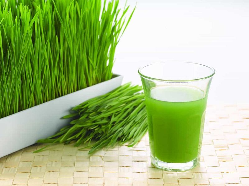 Cỏ lúa mì có tác dụng gì? Top 10 công dụng tốt cho sức khỏe