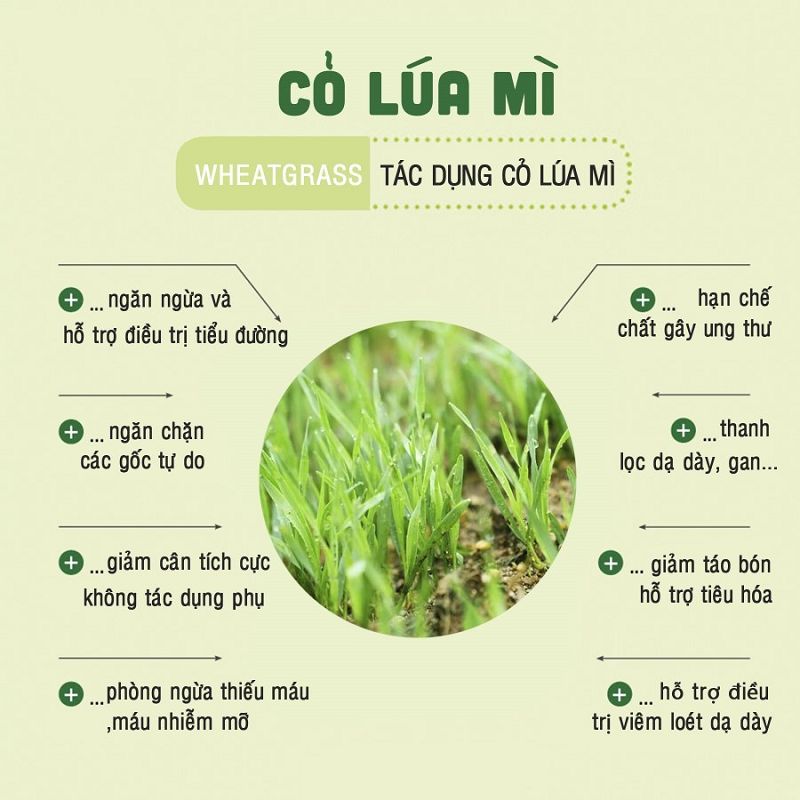 Cỏ lúa mì có tác dụng gì? Top 10 công dụng tốt cho sức khỏe