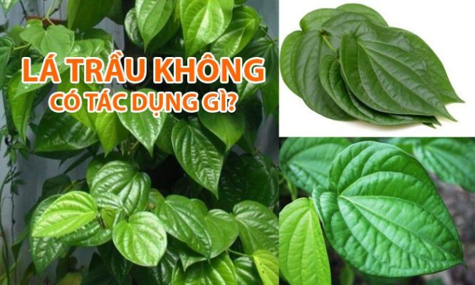 Lá trầu không có tác dụng gì? Điểm danh TOP 10 công dụng của Lá Trầu Không