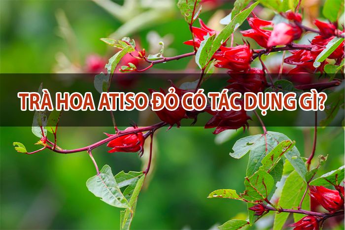 Trà hoa atiso đỏ có tác dụng gì? 7 Công dụng đối với sức khỏe