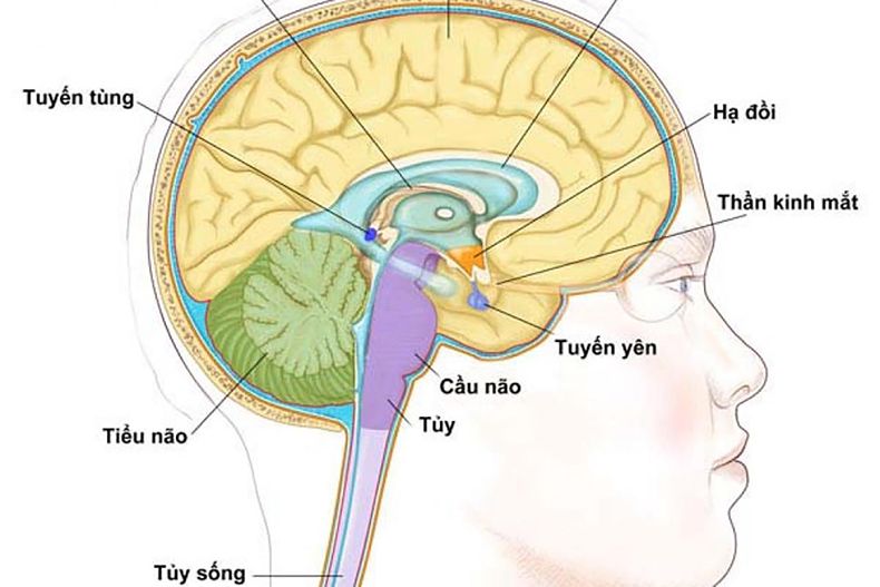 Tuyến yên nằm ở đâu? Những không nên bỏ qua về tuyến yên