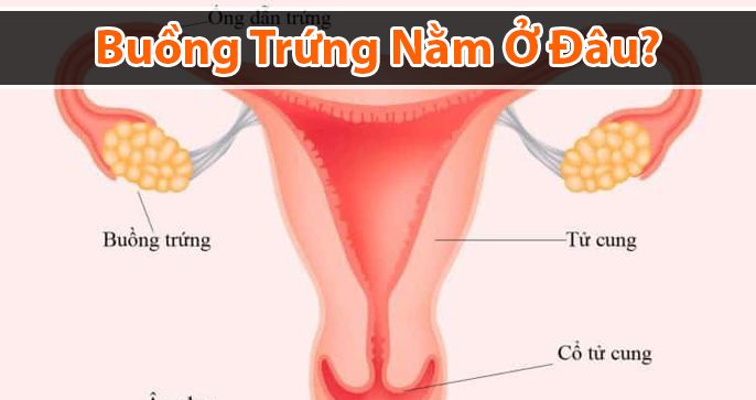 Buồng trứng nằm ở đâu? Cấu tạo và chức năng của buồng trứng