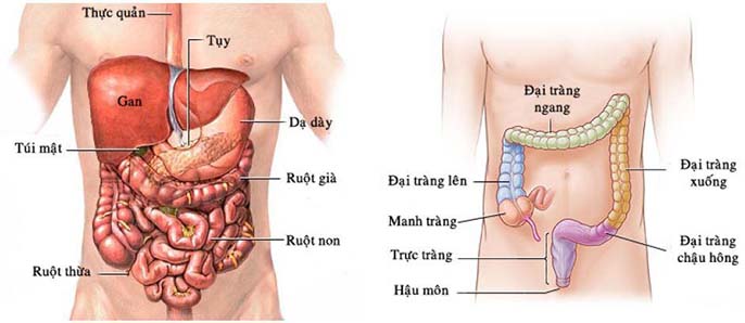 Bạn có biết đại tràng nằm ở đâu? Chức năng đại tràng là gì?