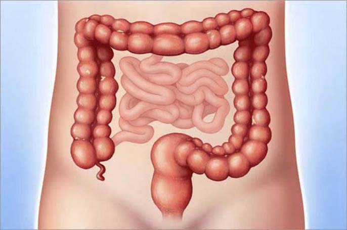 Bạn có biết đại tràng nằm ở đâu? Chức năng đại tràng là gì?