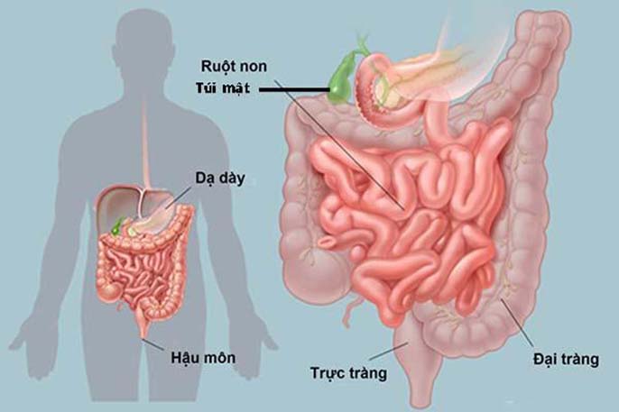 Bạn có biết đại tràng nằm ở đâu? Chức năng đại tràng là gì?