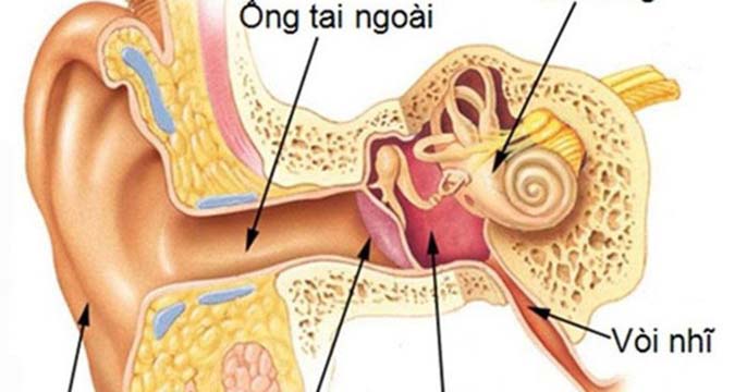 Màng nhĩ nằm ở đâu? Vì sao màng nhĩ bị thủng?