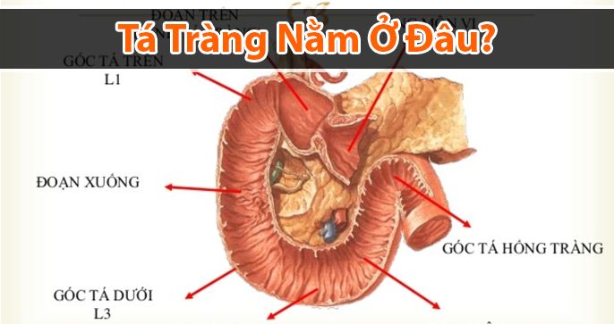 Tá tràng nằm ở đâu? Cấu tạo và chức năng của tá tràng