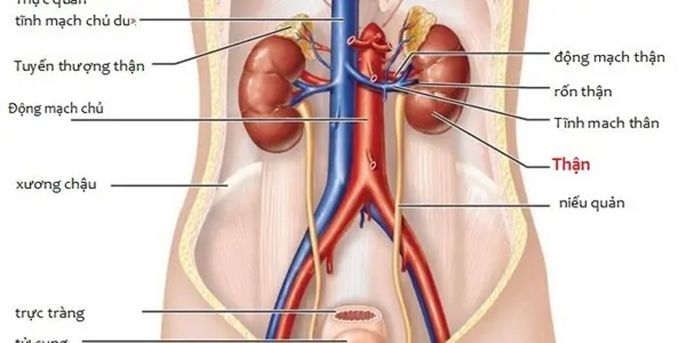 Thận nằm ở đâu trong cơ thể người? Cấu tạo và chức năng