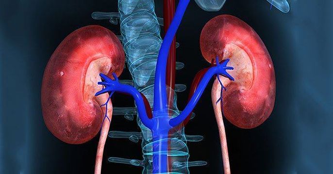 Thận nằm ở đâu trong cơ thể người? Cấu tạo và chức năng