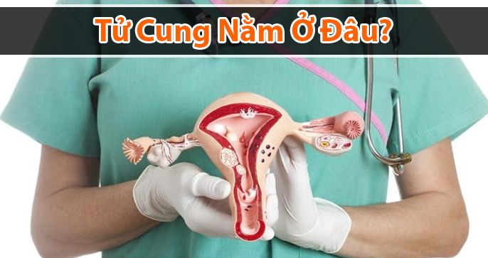 Những điều bạn chưa biết về tử cung nằm ở đâu?
