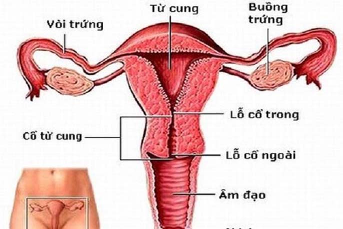 Những điều bạn chưa biết về tử cung nằm ở đâu?
