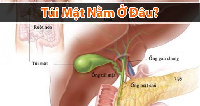 Túi mật nằm ở đâu? Cấu tạo và chức năng của túi mật