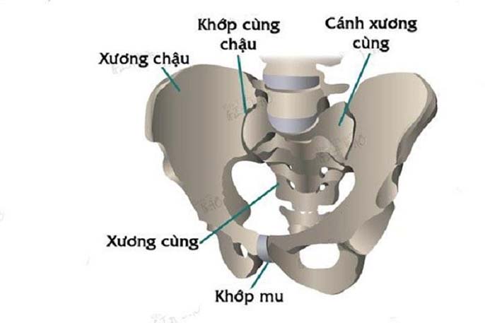 Xương chậu nằm ở đâu? Các biểu hiện bất thường cần lưu ý