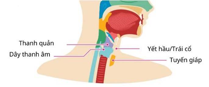 Yết hầu nằm ở đâu? Vì sao chỉ nam giới có yết hầu?