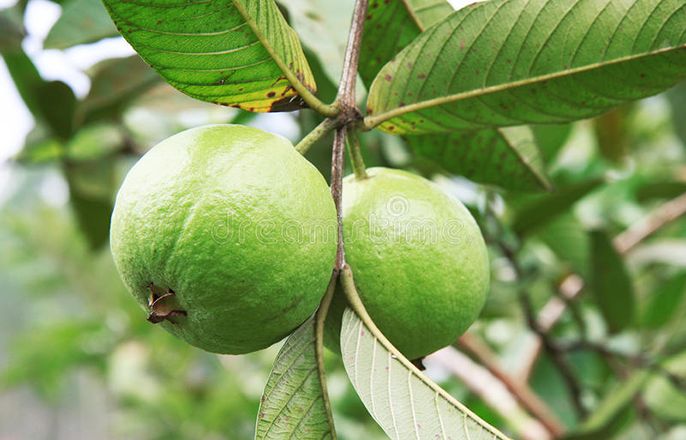 1 quả ổi bao nhiêu calo và những lợi ích không ngờ của ổi