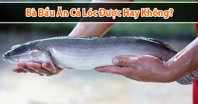 Bà bầu ăn cá lóc được hay không? Công dụng của cá lóc cho mẹ bầu