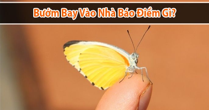 Bươm bướm bay vào nhà là điềm gì tốt xấu?