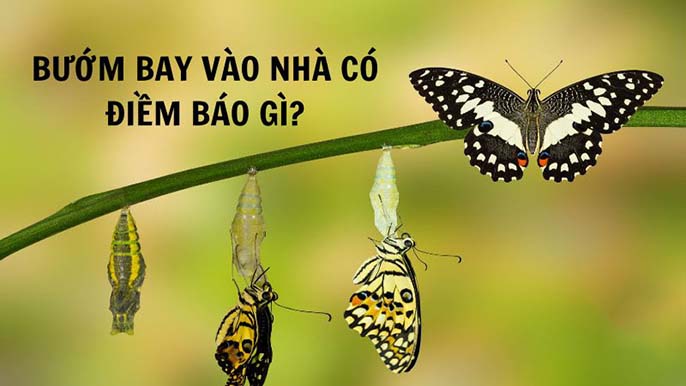 Bươm bướm bay vào nhà là điềm gì tốt xấu?