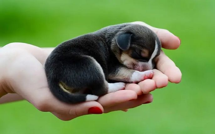 Con chó số mấy? Mơ thấy cho báo điềm gì tốt hay xấu?