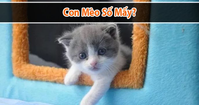 Con Mèo số mấy? Nằm mơ thấy mèo báo điềm gì tốt hay xấu?
