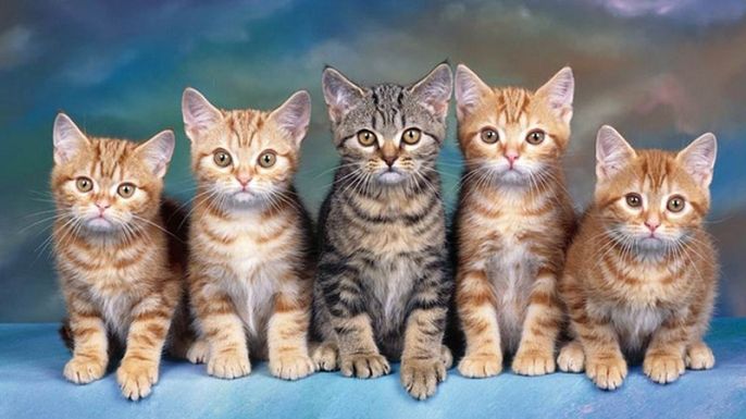 Con Mèo số mấy? Nằm mơ thấy mèo báo điềm gì tốt hay xấu?
