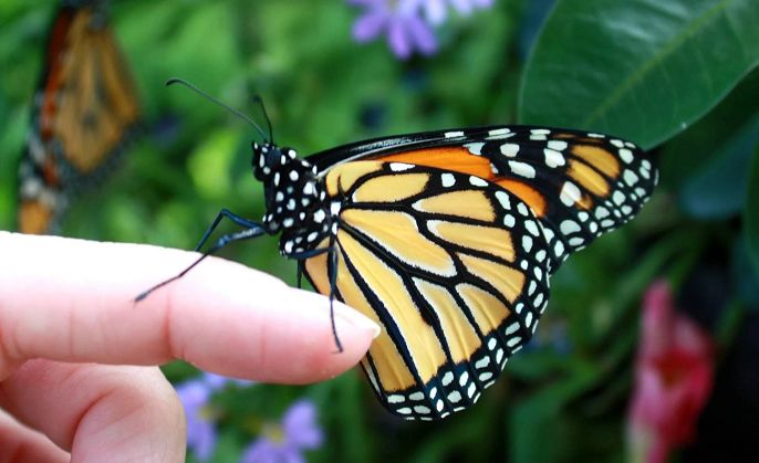 Con bướm số mấy? Nằm mơ thấy bướm báo điềm gì?