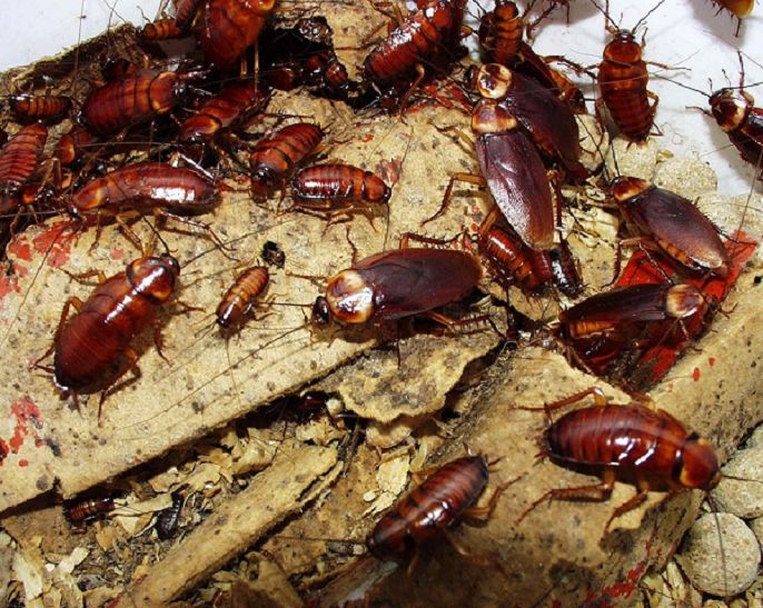 Con Gián số mấy? Mơ thấy gián báo điềm gì?