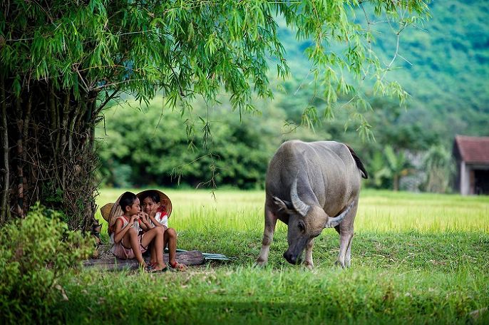 Tuổi sửu là con gì? Người tuổi sửu sinh năm bao nhiêu?