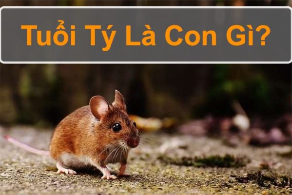Tuổi Tý là con gì? Người tuổi Tý sinh năm bao nhiêu?