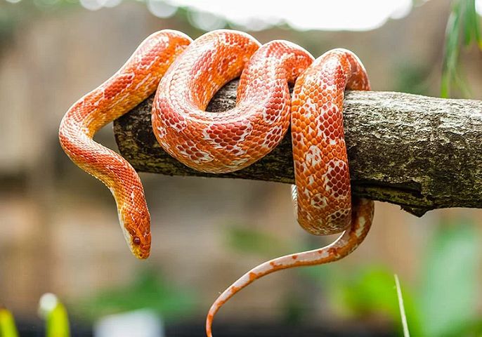 Tuổi Tỵ là con gì? Người tuổi Tỵ sinh năm bao nhiêu?