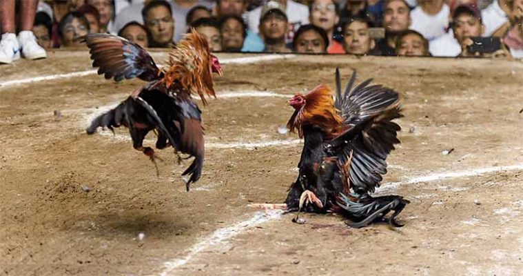 Có nên chơi đá gà trực tuyến? Những điều cần biết trước khi tham gia