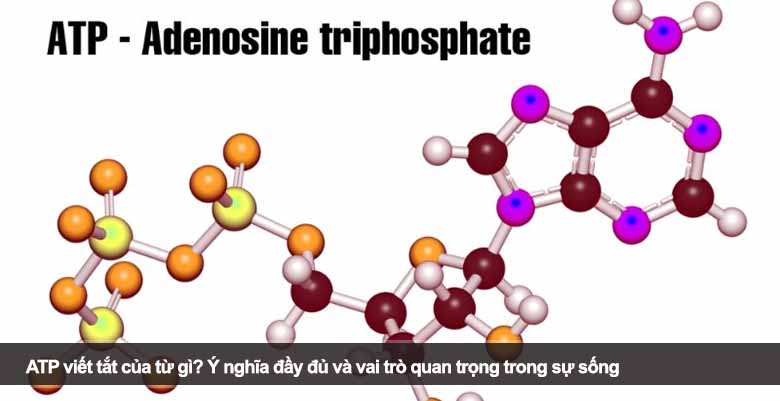 ATP viết tắt của từ gì? Ý nghĩa đầy đủ và vai trò quan trọng trong sự sống